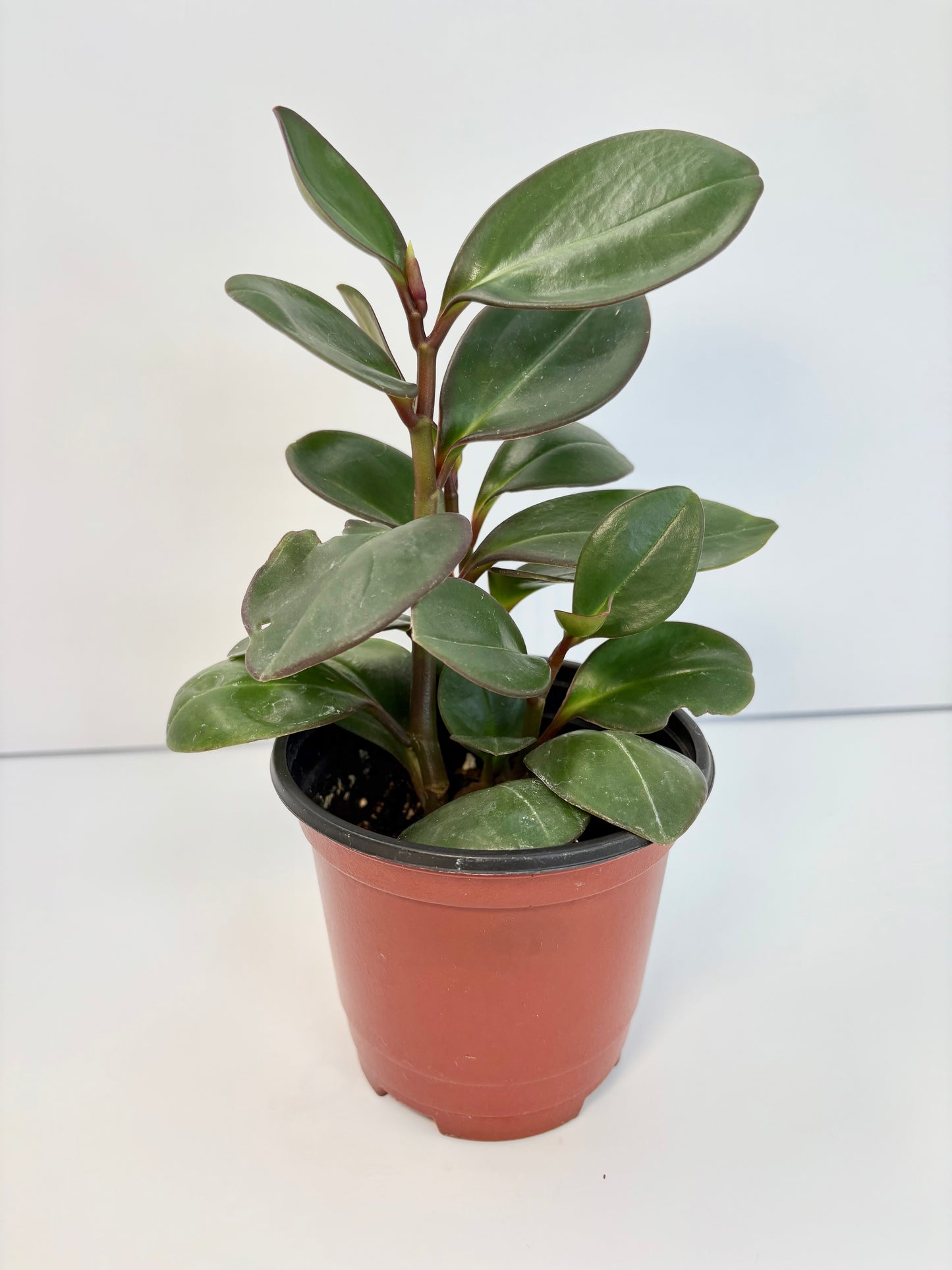 Baby Rubberplant - 4 inch