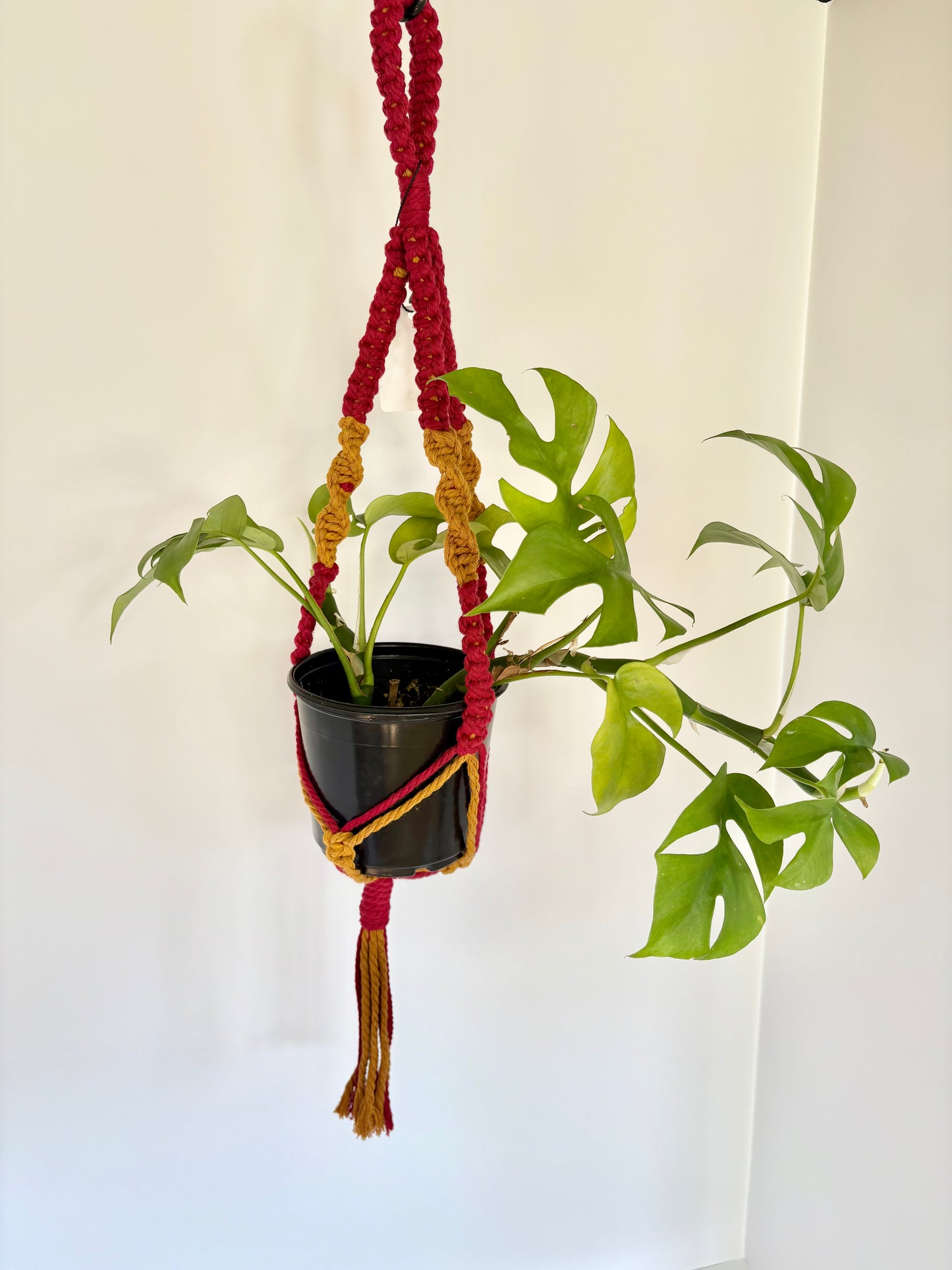 Handmade Macrame Plant Hanger - Iowa State Cyclones Colors (Red & Mustard)