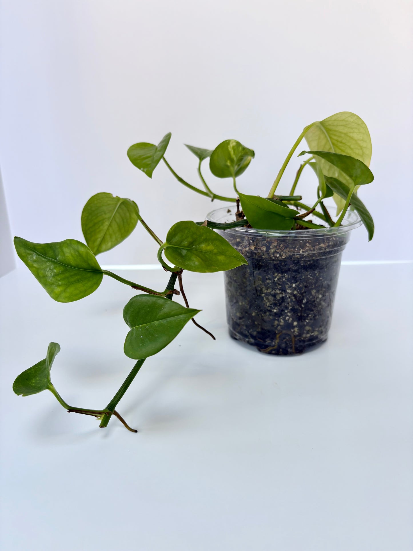 Pothos Marble-Queen 6-Inch