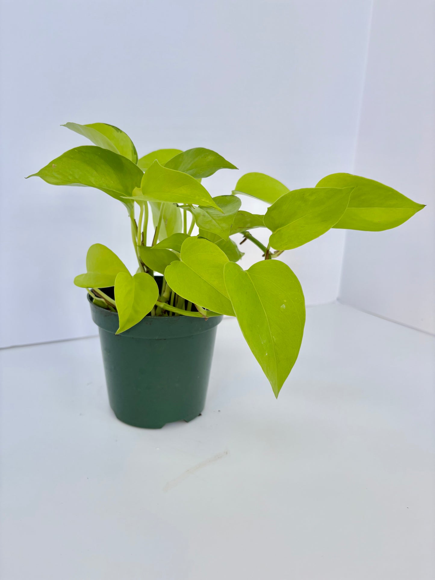 Neon Pothos - 4 Inch