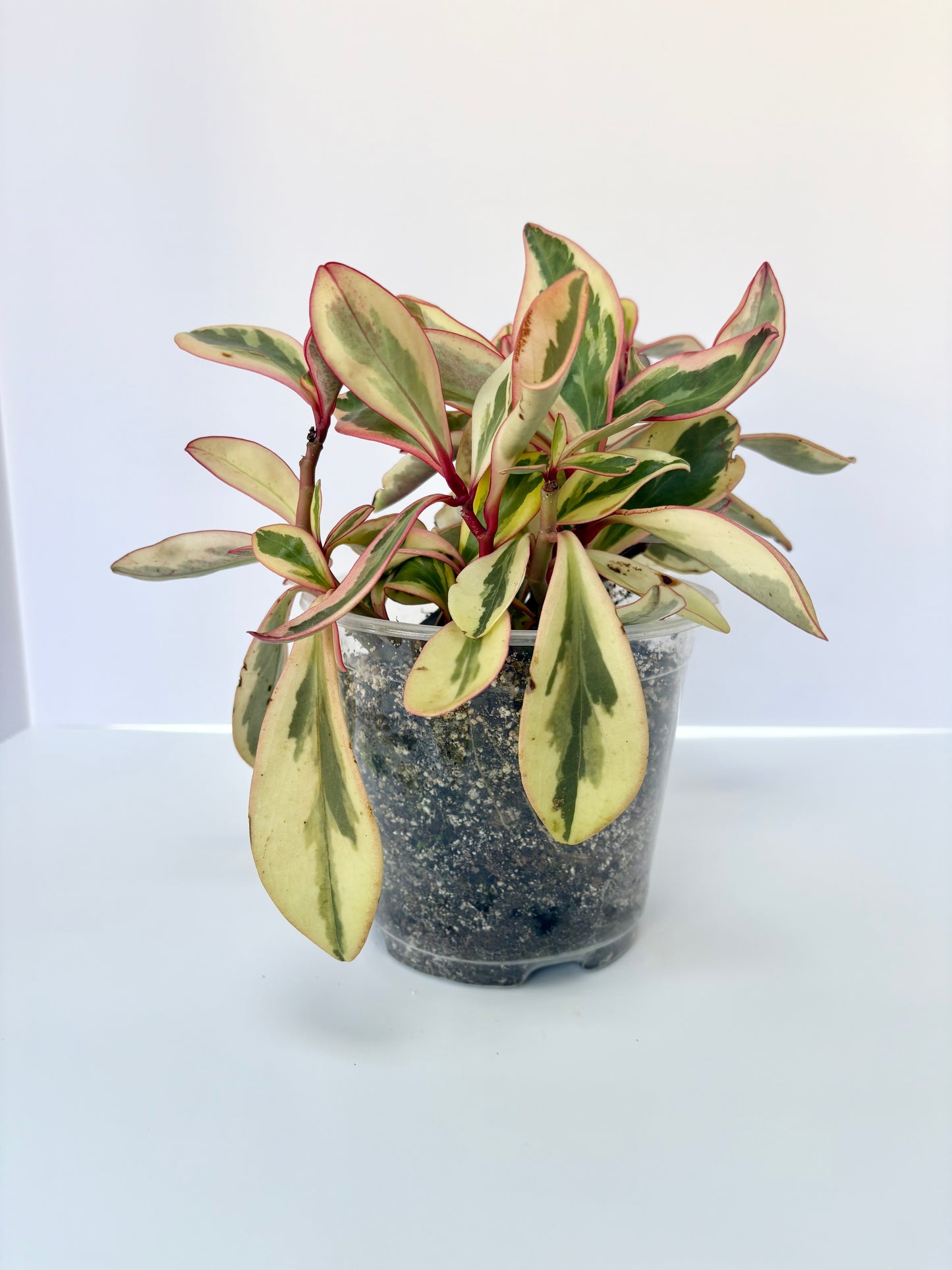 Peperomia Ginny - 6 inch pot
