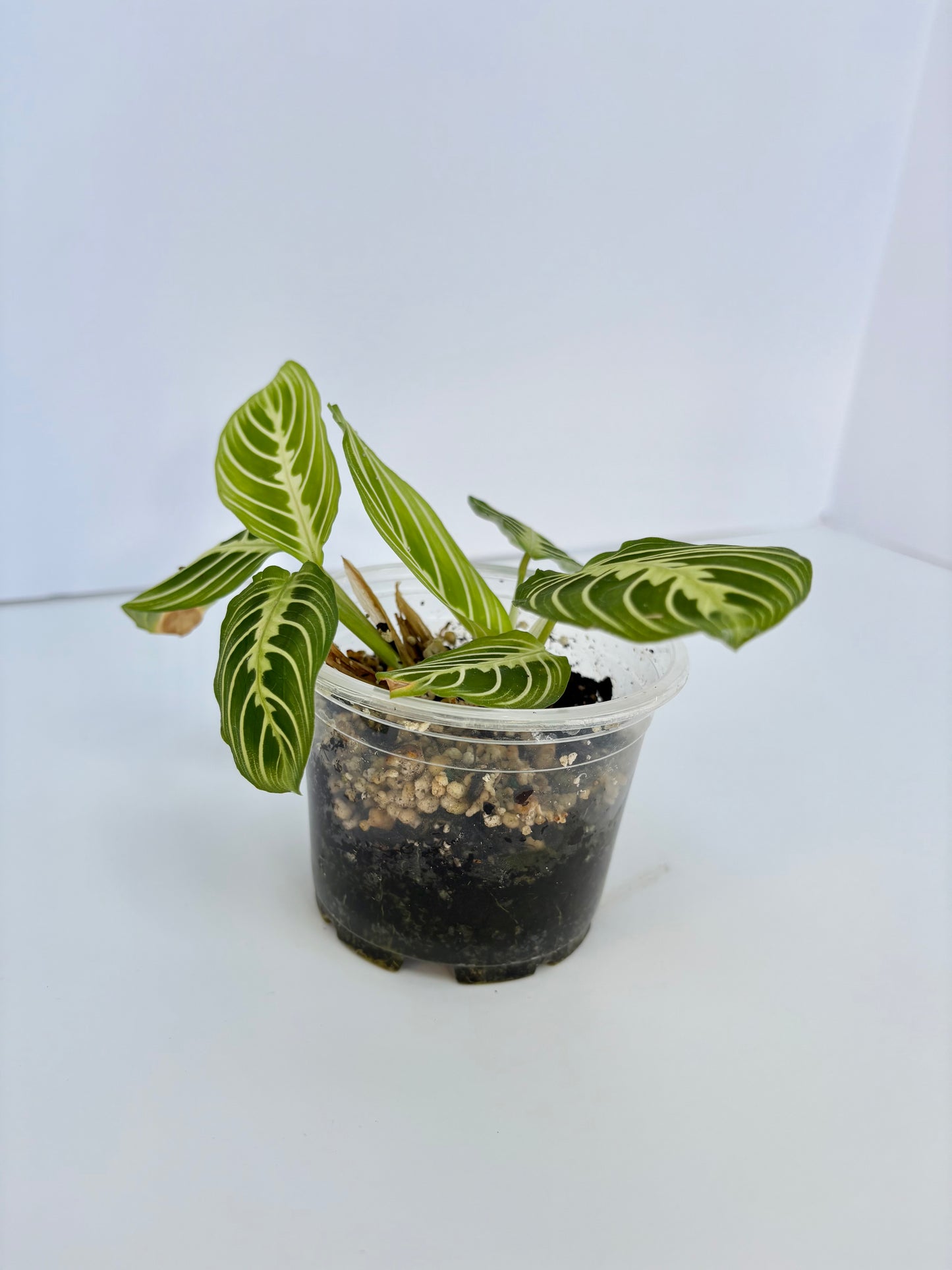 Lemon Lime Maranta (Prayer Plant) - 4 Inch