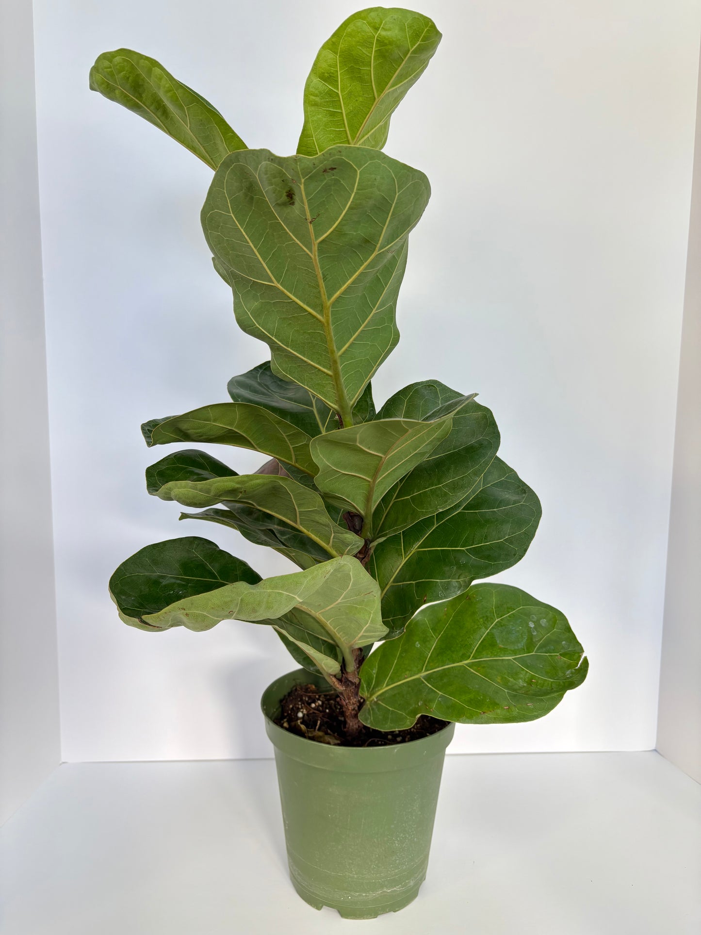 Fiddle Leaf Fig - 6 Inch Pot
