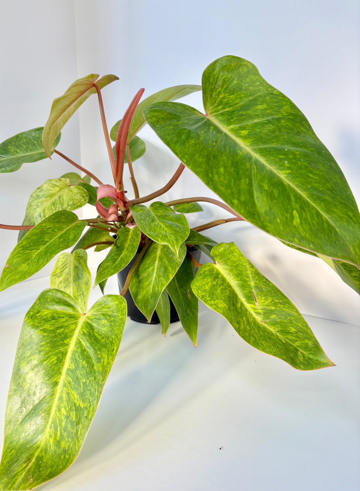 Painted Lady Philodendron - 6 Inch