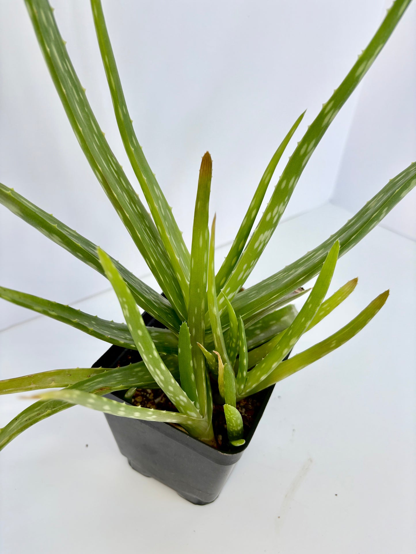 Aloe Vera - 4 Inch