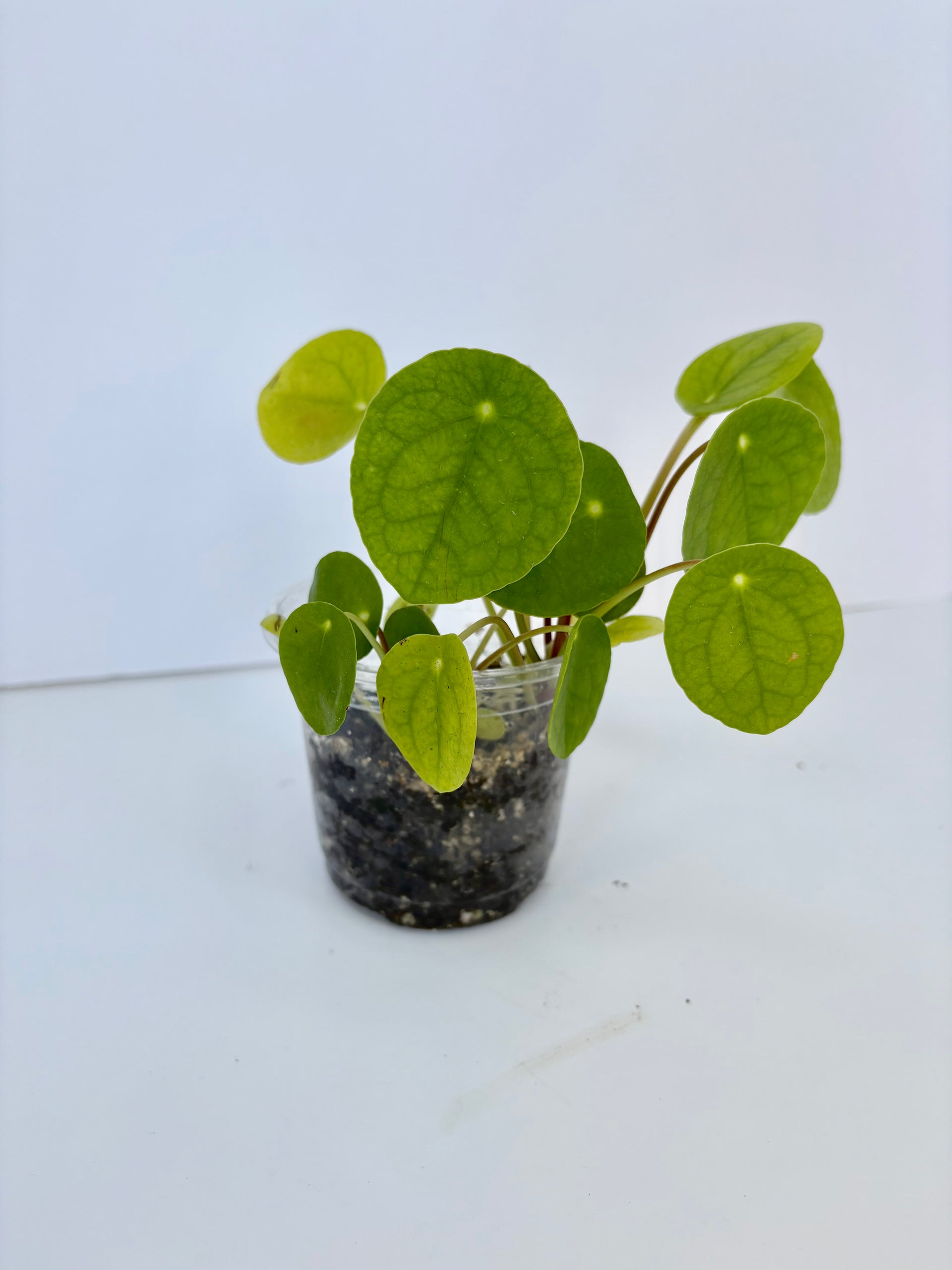 money stealer plant Chinese Money Plant (Pilea) 4 Inch