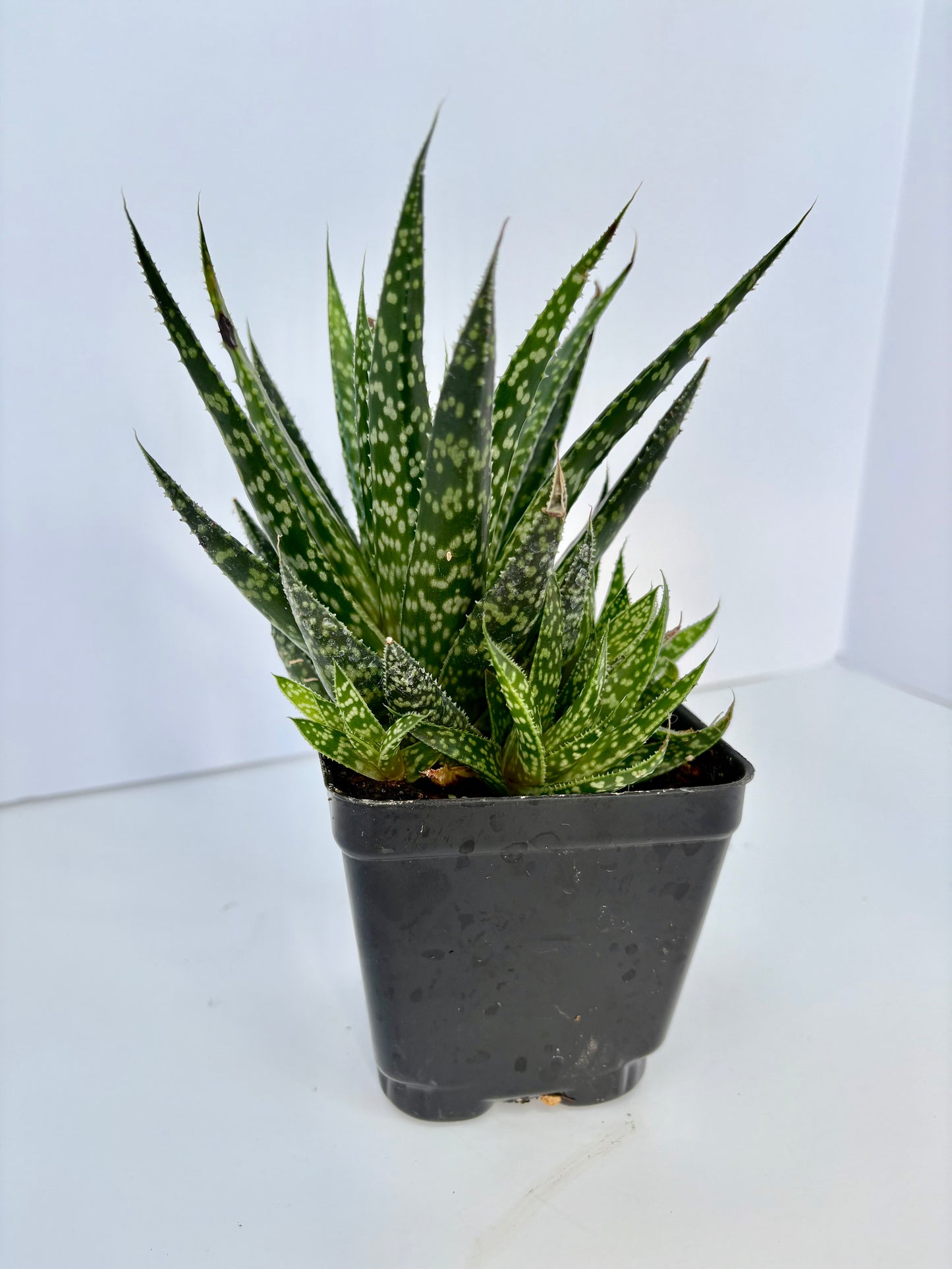 Gasteria Kayaka - 4 Inch