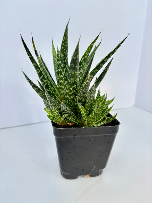Gasteria Kayaka - 4 Inch