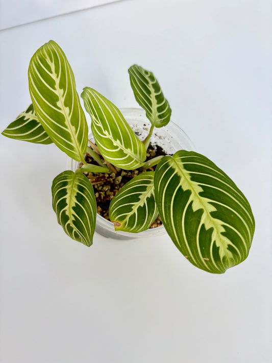 Lemon Lime Maranta (Prayer Plant) - 4 Inch