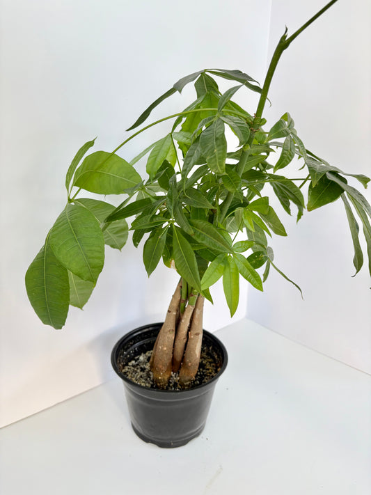 Money Tree Plant - 6 Inch