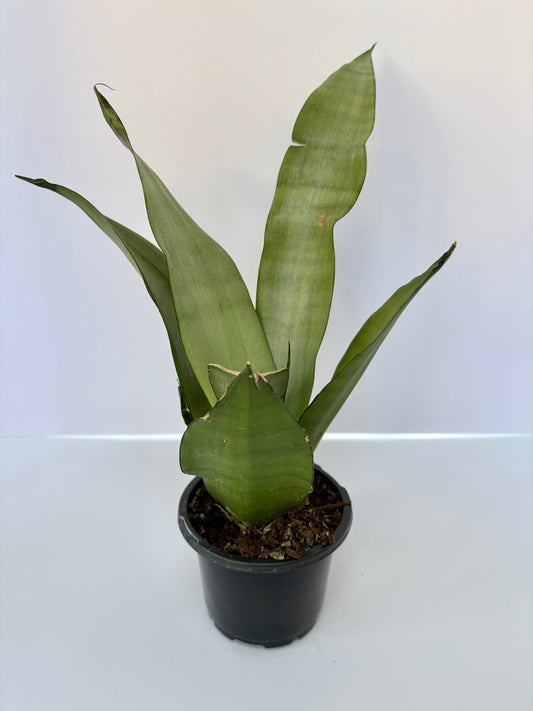 Moonshine Snake Plant - 4 Inch Pot