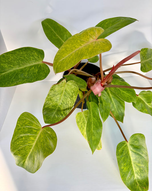 Painted Lady Philodendron - 6 Inch