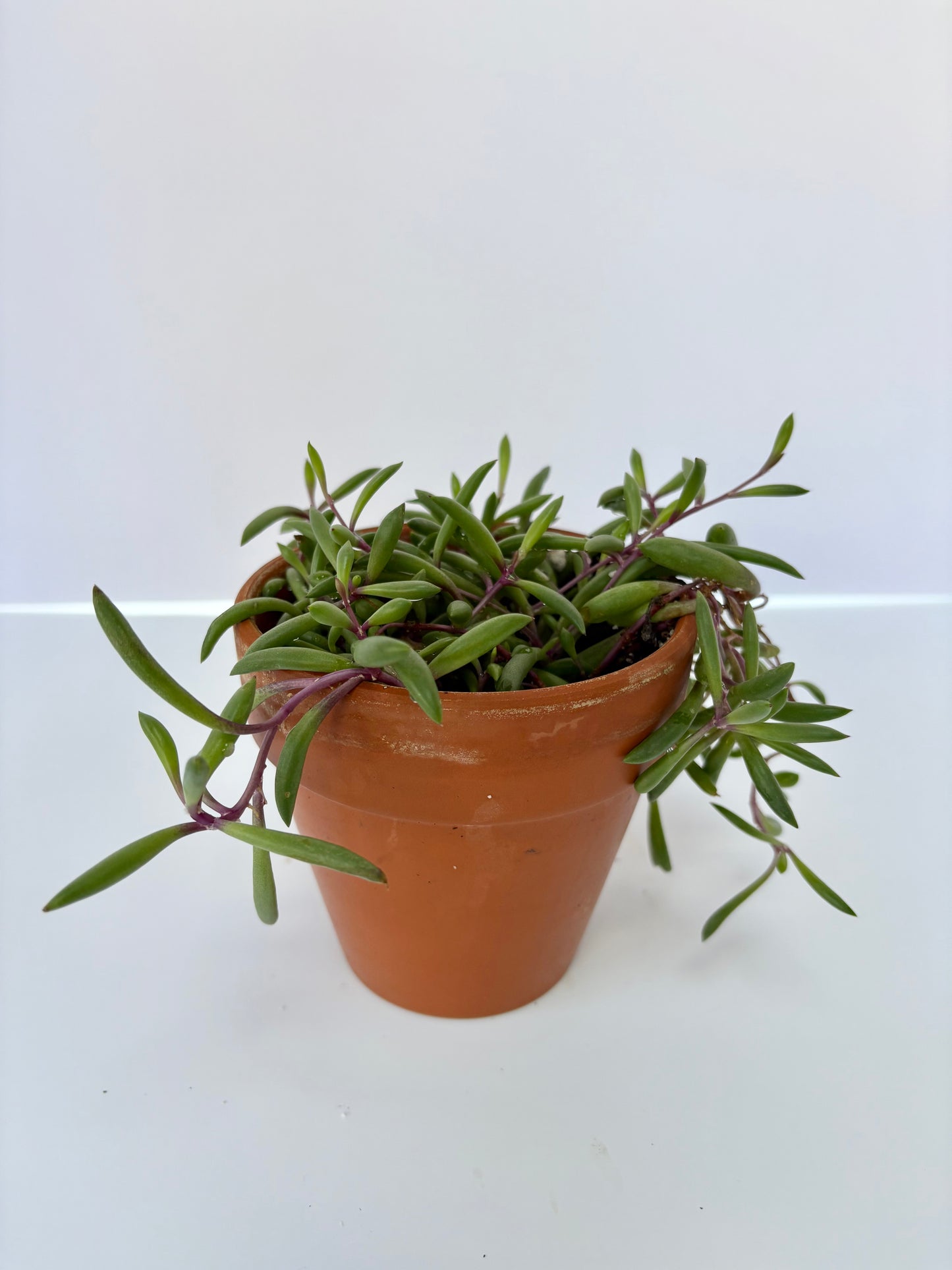Ruby Necklace - 4 Inch in Terracotta Pot