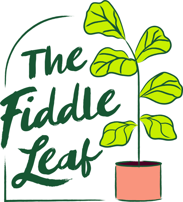 The Fiddle Leaf