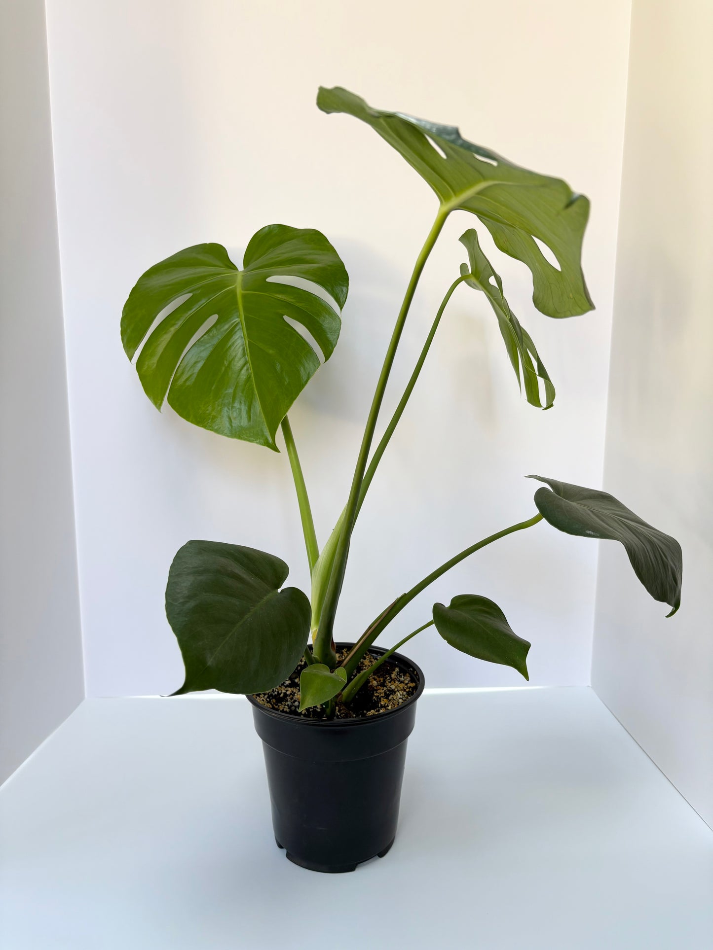 Monstera Deliciosa - 6 Inch Pot
