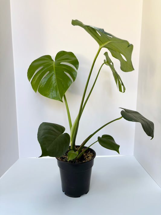 Monstera Deliciosa - 6 Inch Pot