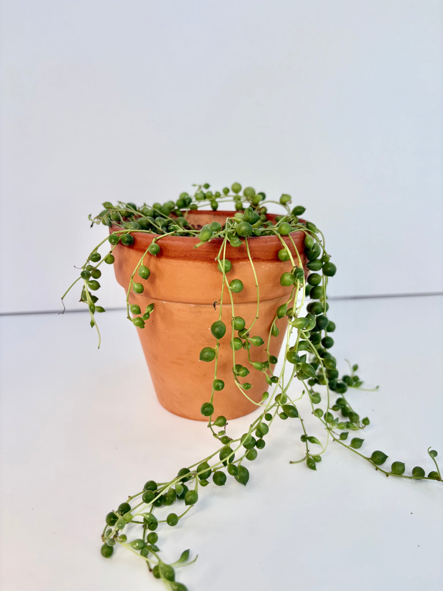 String of Pearls - 4 inch Terracotta Pot