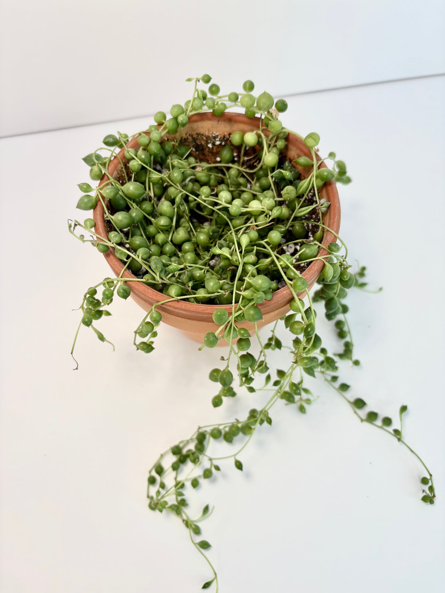 String of Pearls - 4 inch Terracotta Pot
