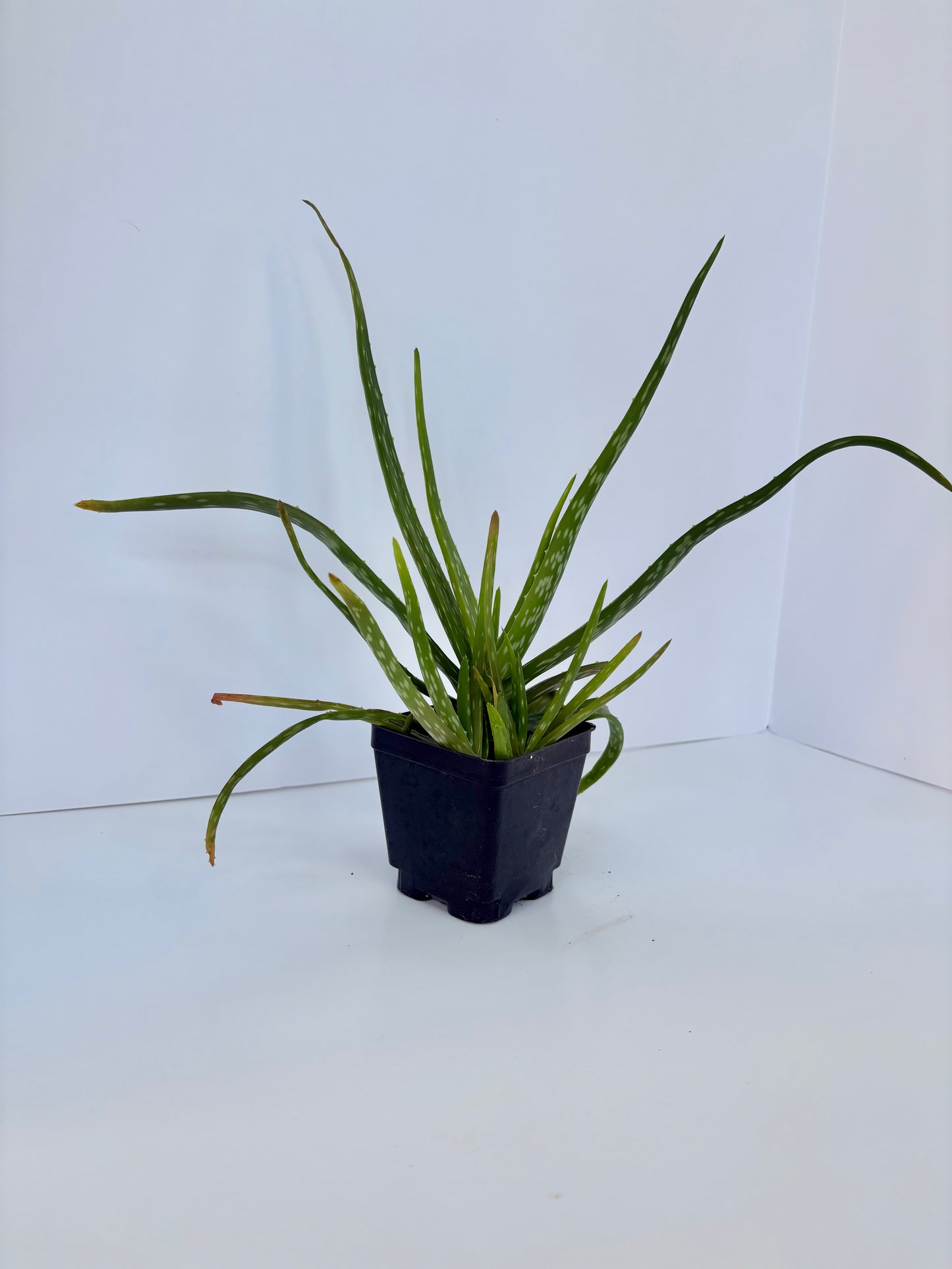 Aloe Vera - 4 Inch