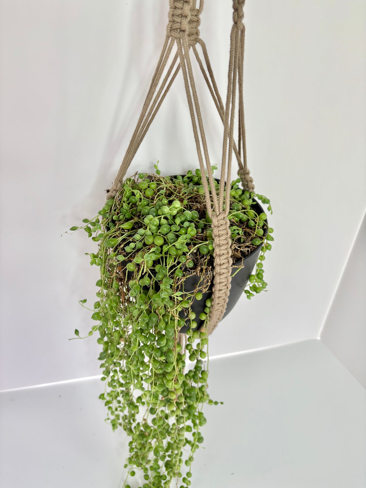 Handmade Open-Bottom Macrame Plant Hanger - Beige (Perfect for String of Pearls)