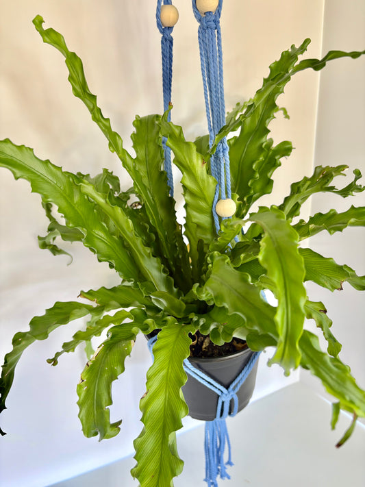 Handmade Macrame Plant Hanger - Light Blue with Silver Hoop & Wooden Beads