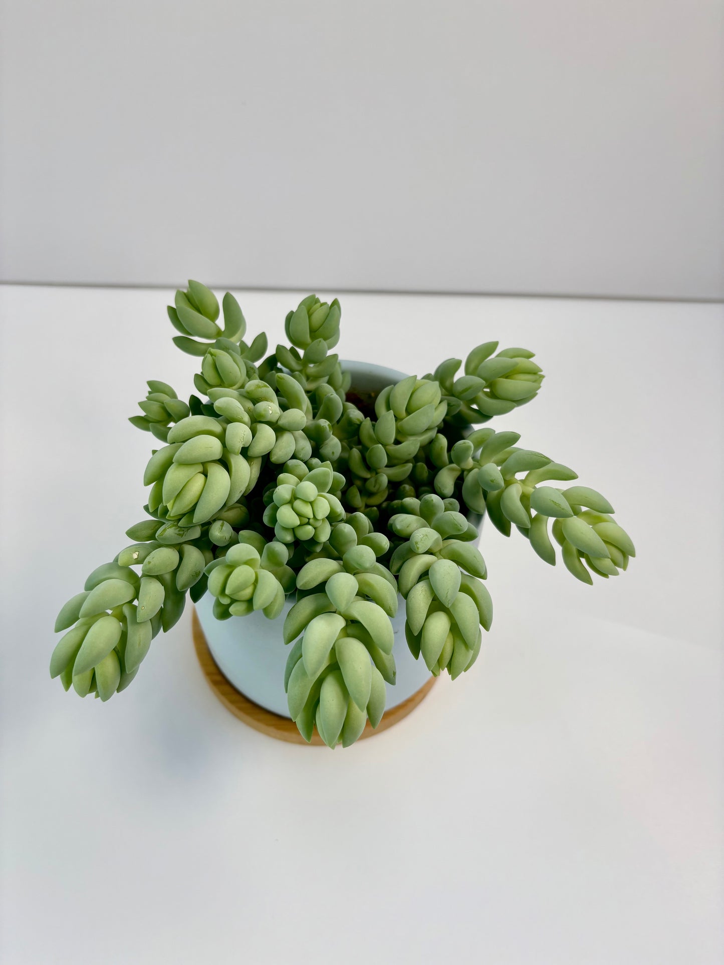 Burro's Tail - 4 inch Blue Ceramic Pot