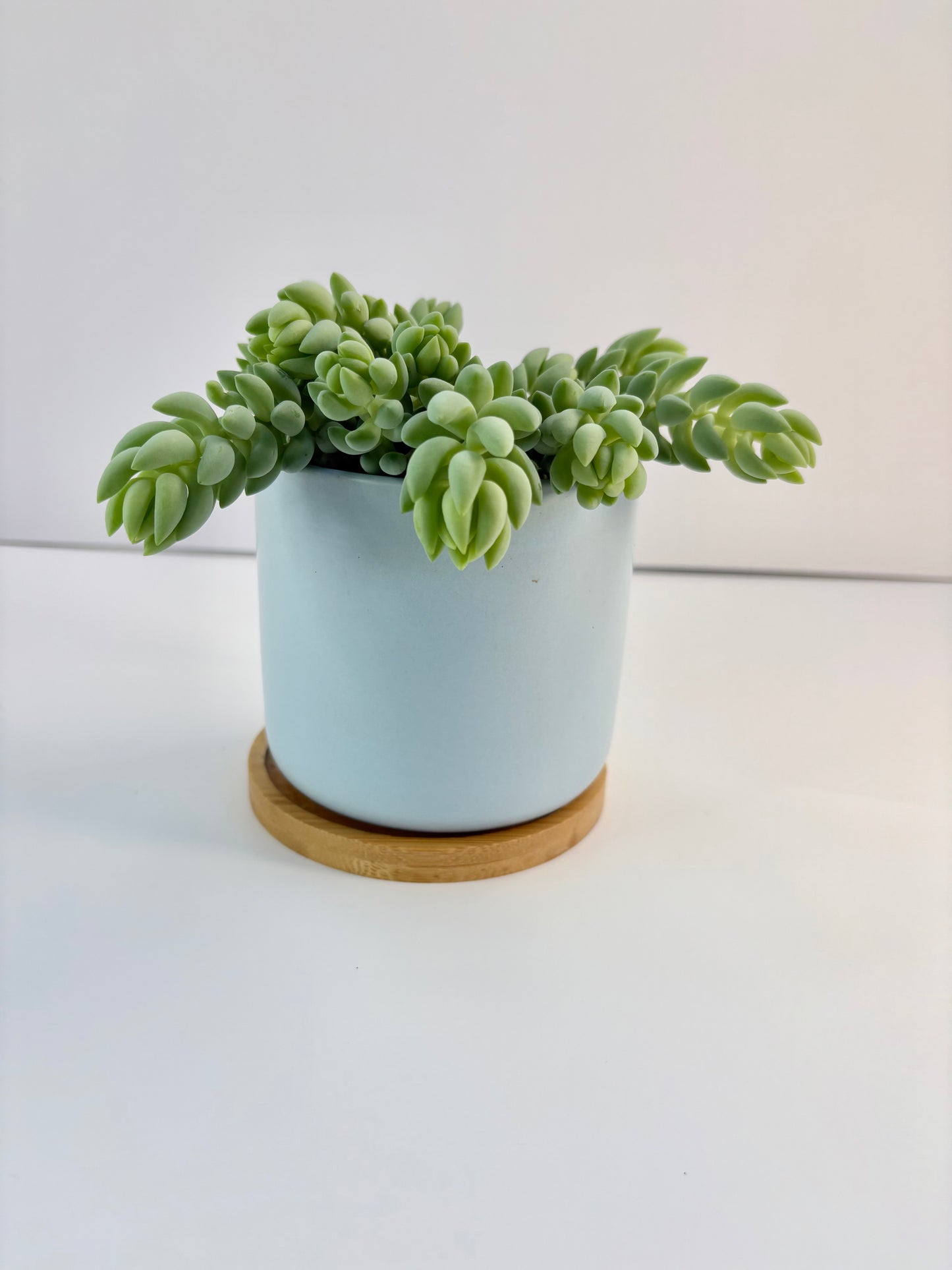 Burro's Tail - 4 inch Blue Ceramic Pot