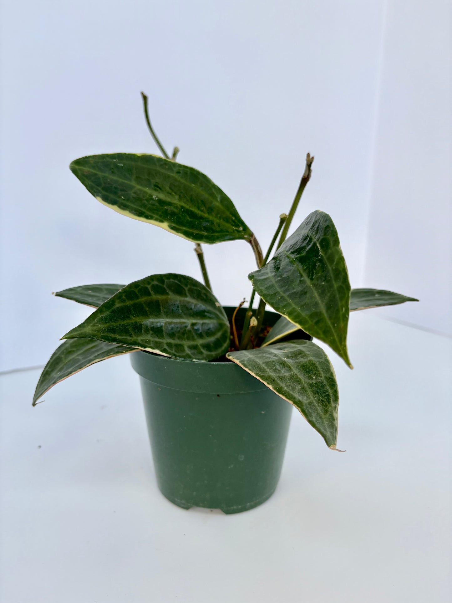 Hoya Macrophylla (Wax Plant) - 4 Inch