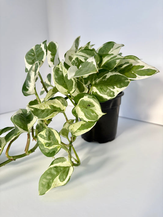 Pearls and Jade Pothos - 4 Inch