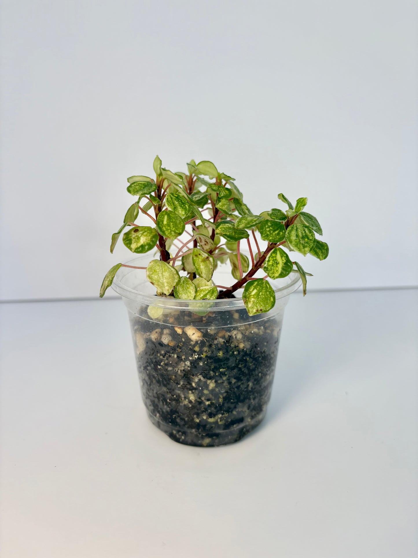 Peperomia Meridana Variegated - 4 inch