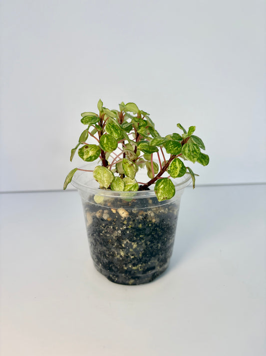 Peperomia Meridana Variegated - 4 inch