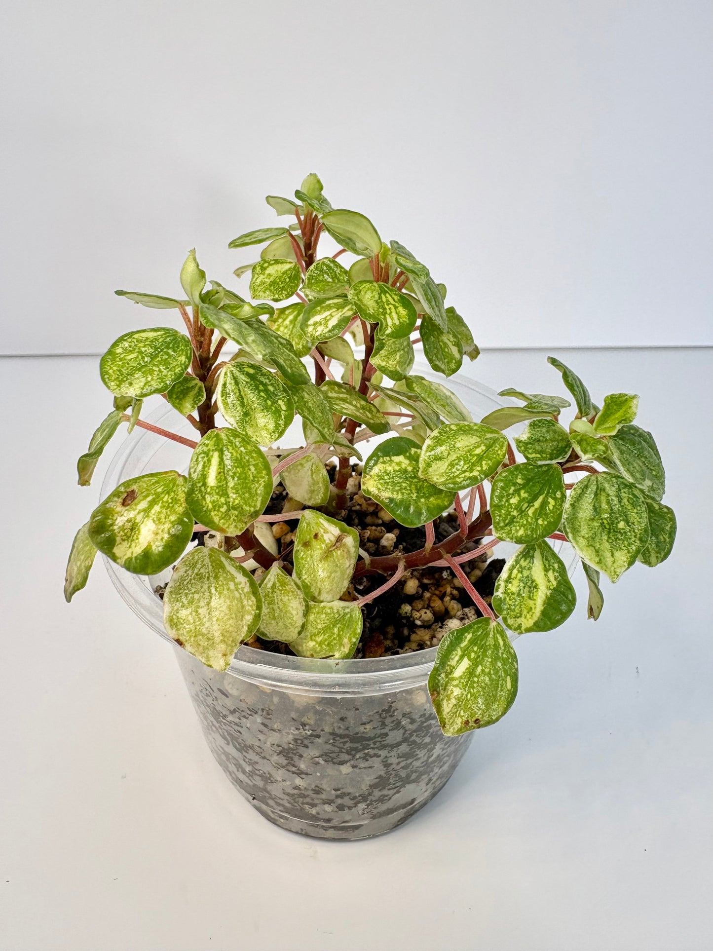 Peperomia Meridana Variegated - 4 inch
