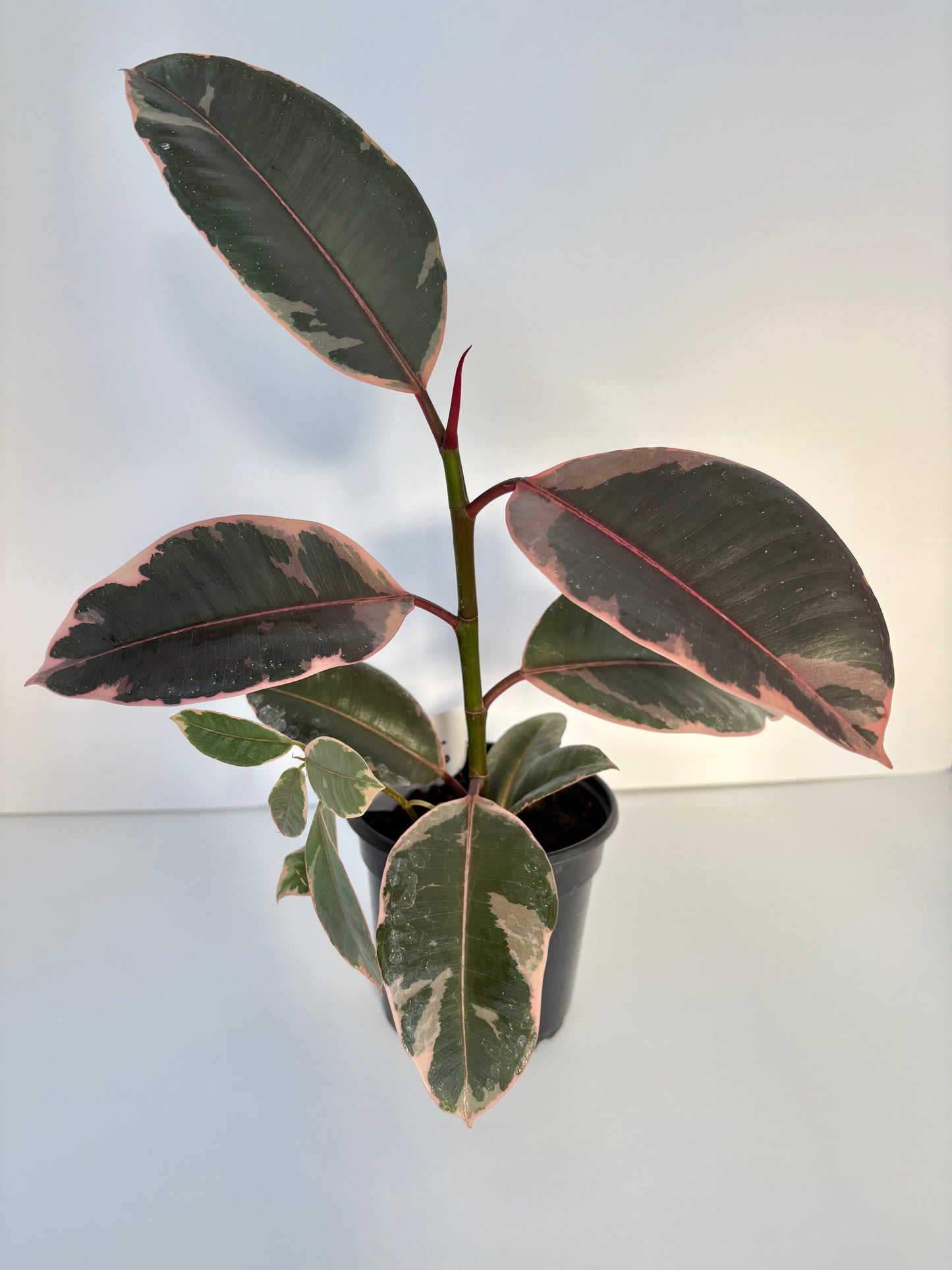 Ruby Ficus Tineke - 4 Inch
