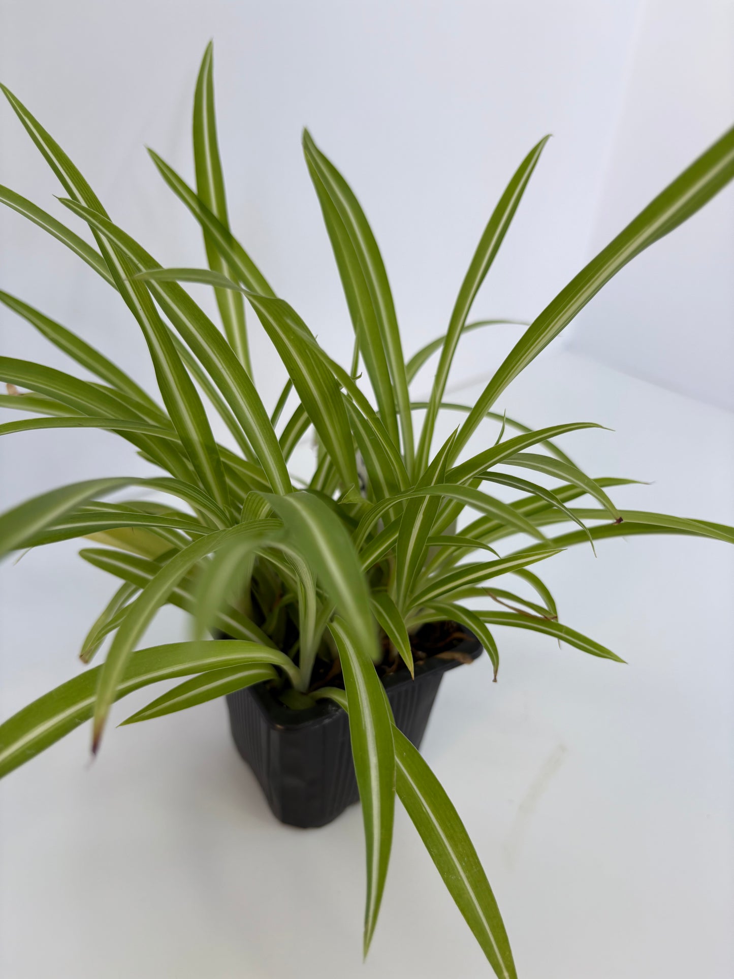 Spider Plant - 3 Inch