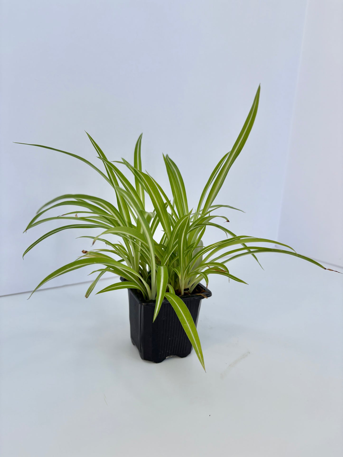 Spider Plant - 3 Inch